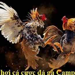 đá gà campuchia ngày 1 tháng 12