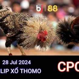 đá gà campuchia ngày 28 tháng 09