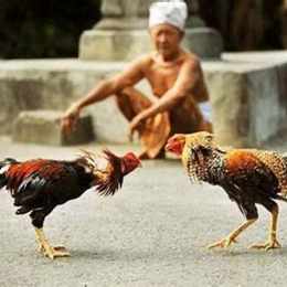 da ga campuchia truc tuyen
