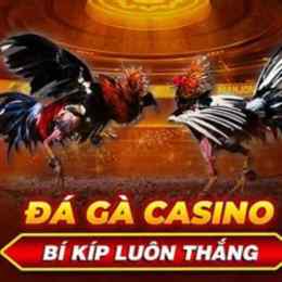 đá gà casino bữa nay