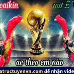 đá gà chọi bịp roykin