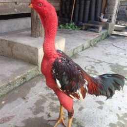 da ga choi dakpuer