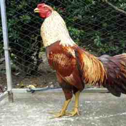 đá gà chọi trâu