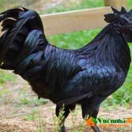 đá gà con gà đen c3