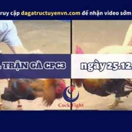 đá gà cpc3 12/8