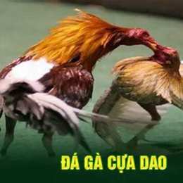 da ga cua dao duc dau
