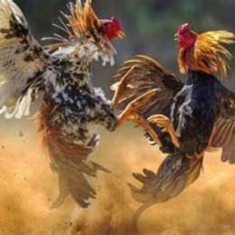 đá gà cựa dao gà đen
