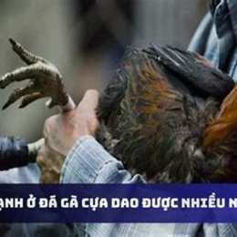 da ga cua dao o my