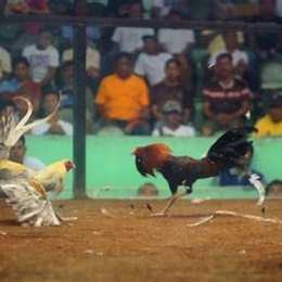 đá gà cựa dao philippines gachoiviet