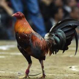 đá gà cựa dao sb1