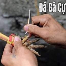 đa gà cua dao trực tiếp