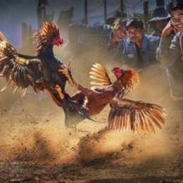 đá gà cựa sắt city