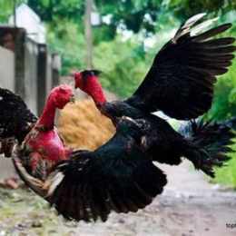 đa ga cưa săt