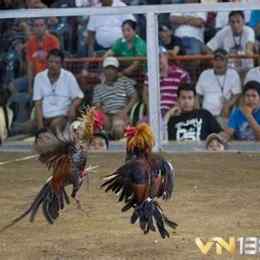 đá gà cựa thái lan