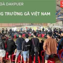 đá gà dak peur