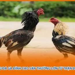 da ga dinh cao 2016