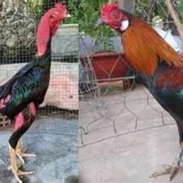 đá gà đòn hay nhất