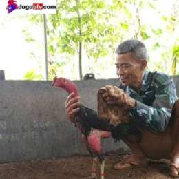 da ga don viet nam