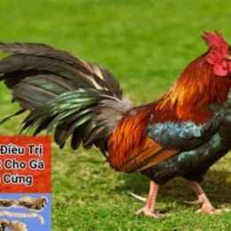 đá gà gà thomo