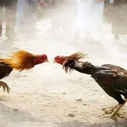 đá gà giải 12 tháng 1