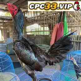 đá gà giải siêu cúp