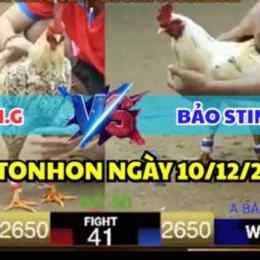 đá gà giải tonhon hôm nay