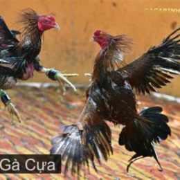 đá gà giải trí