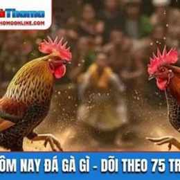 đá gà hà tiên hôm nay