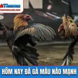 da ga hom may