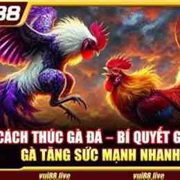 đá gà king888