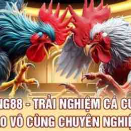 đá gà king88.co
