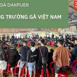 đá gà lệ thanh