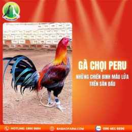 đá gà lòng tiếng