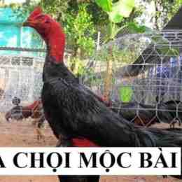 đá gà mộc bài chấm com