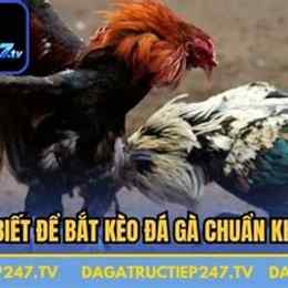 đá gà mới nhất ngày hôm nay