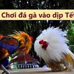 đá gà ngày 10 tháng 6