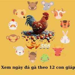 đá gà ngày 11/12