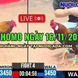 đá gà ngày 16 tháng 2