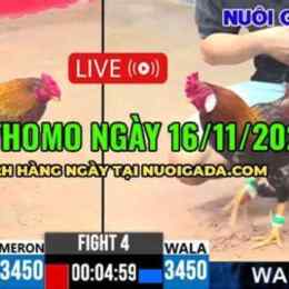 đá gà ngày 16 tháng 5