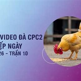 đá gà ngày 25 tháng 10 c2