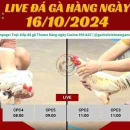 đá gà ngày 25/9