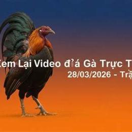 đá gà ngày 28 tháng 3