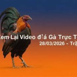 đá gà ngày 28 tháng 8