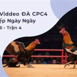 đá gà ngày 4 tháng 5