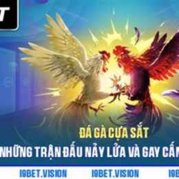 đá gà ngày 8/12 trận 44