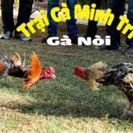 da ga noi moc hoa