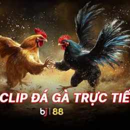 đá gà phát lại hôm qua