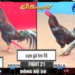 đá gà phu phu vs đăng black