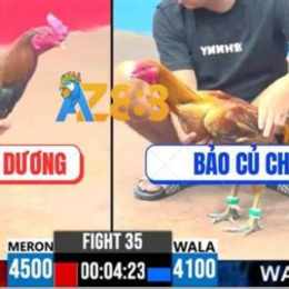 đá gà rớt đầu