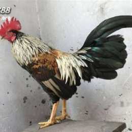 đá gà sv388.top